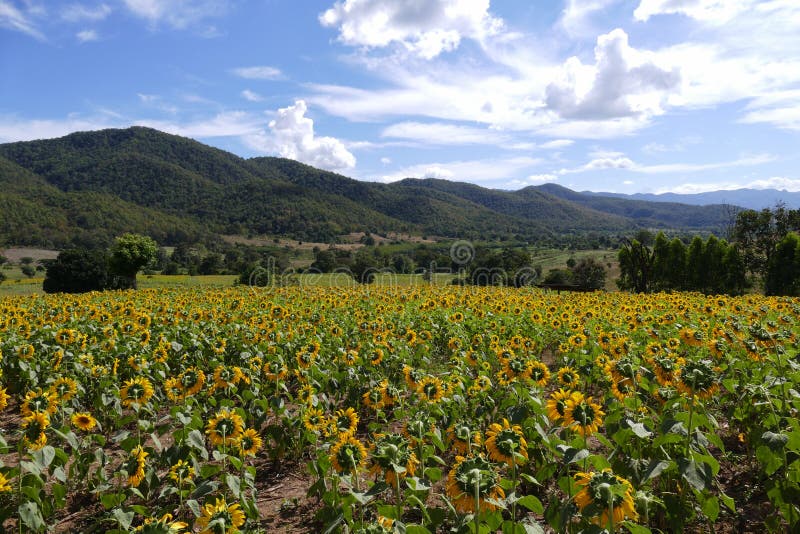 Sunflower Field on the Mountain Stock Image Image of rural, scenery 64479205