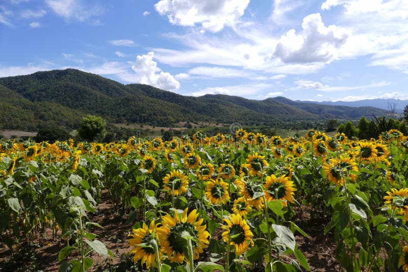 Sunflower Field on the Mountain Stock Image Image of field, mountain 64479241
