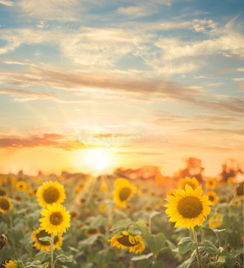Summer Landscape with Sunflowers Field Stock Image Image of meadow