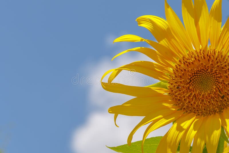 Sunflower field over cloudy blue sky royalty free stock image Sunflower field over cloudy blue sky royalty free stock image