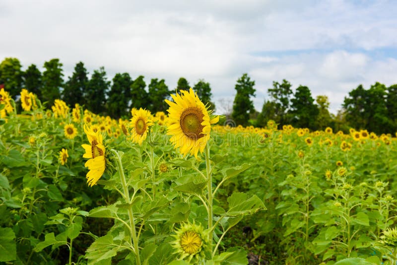Sunflower field over cloudy blue sky stock photography Sunflower field over cloudy blue sky stock photography