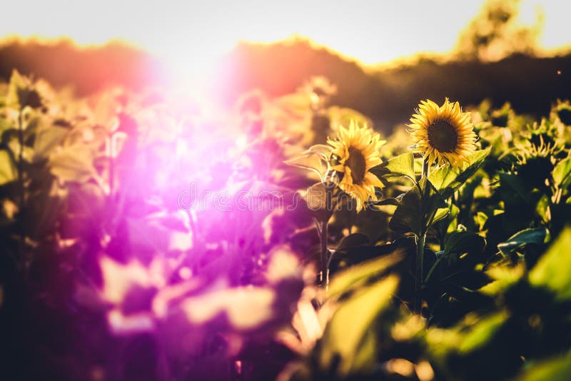 Sonnenblume zum zeitpunkt der blüte auf der sonnenaufgang klar farben verarbeitet bild.