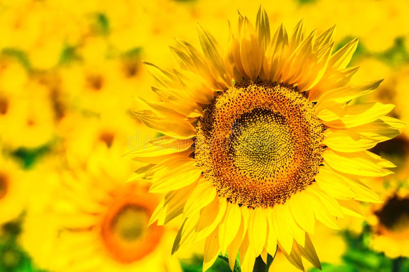 Sunflower field, Provence, France, shallow focus stock images Sunflower field, Provence, France, shallow focus stock images