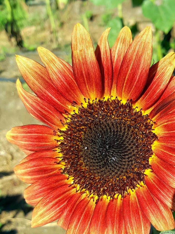 Sunflower field stock image. Image of coneflower, flower 95705149