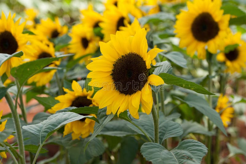 Sunflower Field - Row of Sunflowers Stock Image - Image of jill, sole ...