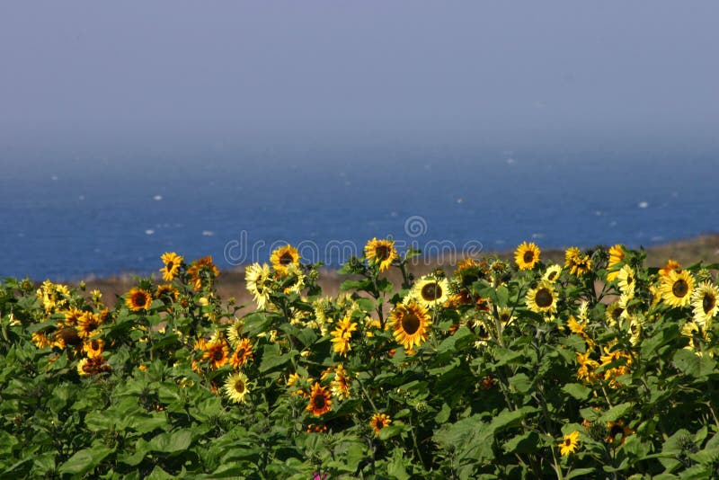 Sunflower field by the sea stock image. Image of grow 1221937