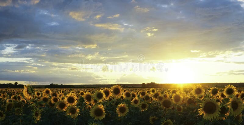 Sunflower field in summer at sunset. The beautiful clouds above the sunflower field at sunset. The sun sets on the horizon. Beauti