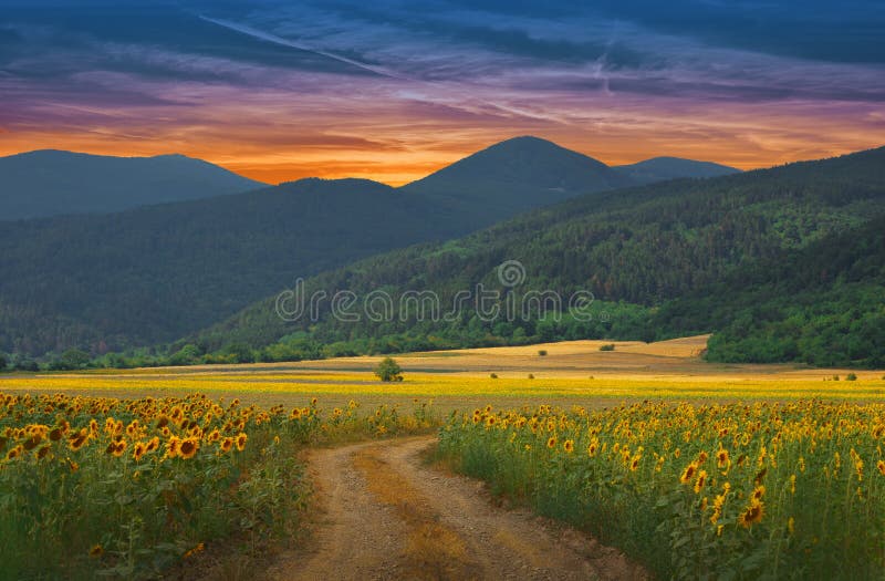 Sunflower Field.Summer Sunset.Beautiful Nature Background.Artistic Wallpaper.Art Photography.Summer Landscape.Sky,clouds,sun.