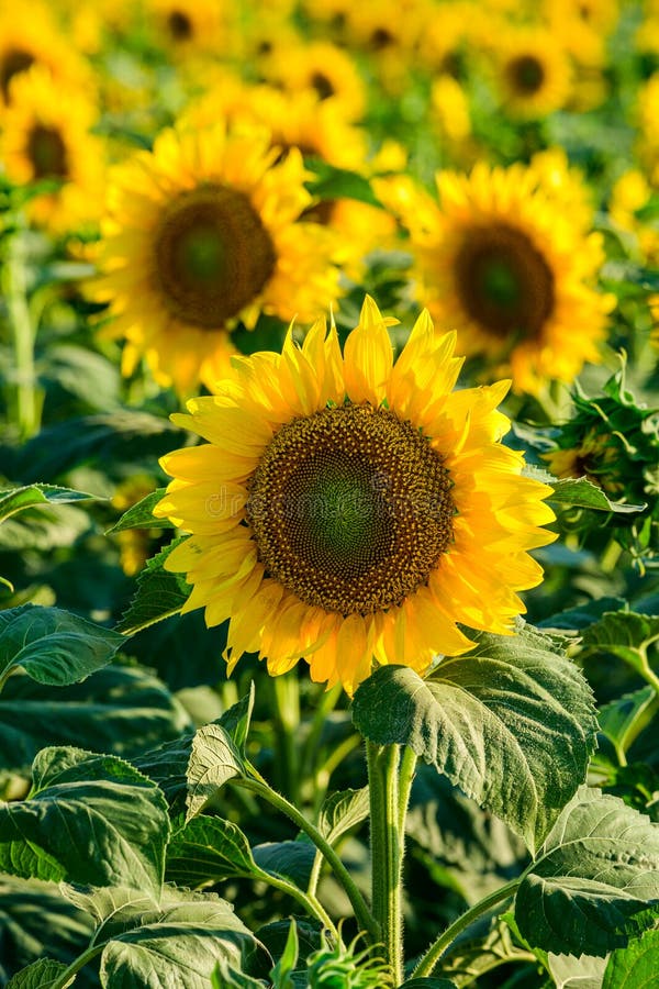 Sunflower field in summer time close up