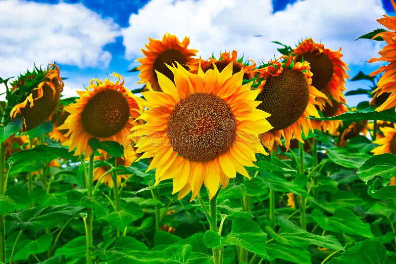 Sunflower stock images