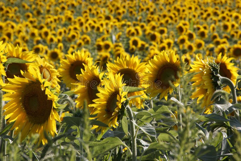 Sunflower Field stock photo. Image of flowers, upstate 84082586