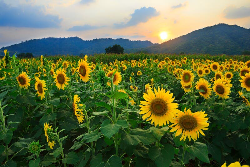 Sunflower field with sunset