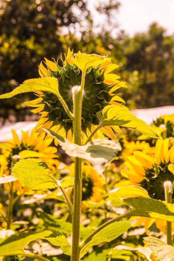 Sunflower Field in Thai Country Stock Image Image of lush, beautiful