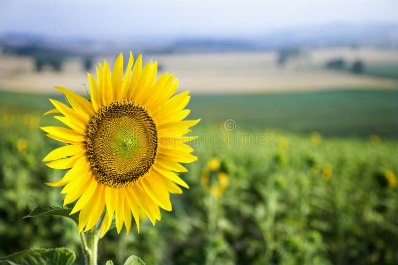 Sunflower in field in Tuscany, Italy. royalty free stock photos Sunflower in field in Tuscany, Italy. royalty free stock photos