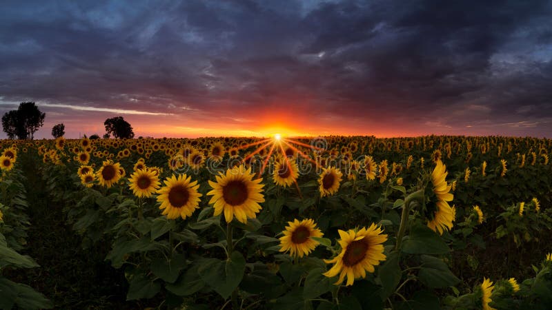 Sunflower field under dramatic dark sky and vibrant red sunset with moving clouds