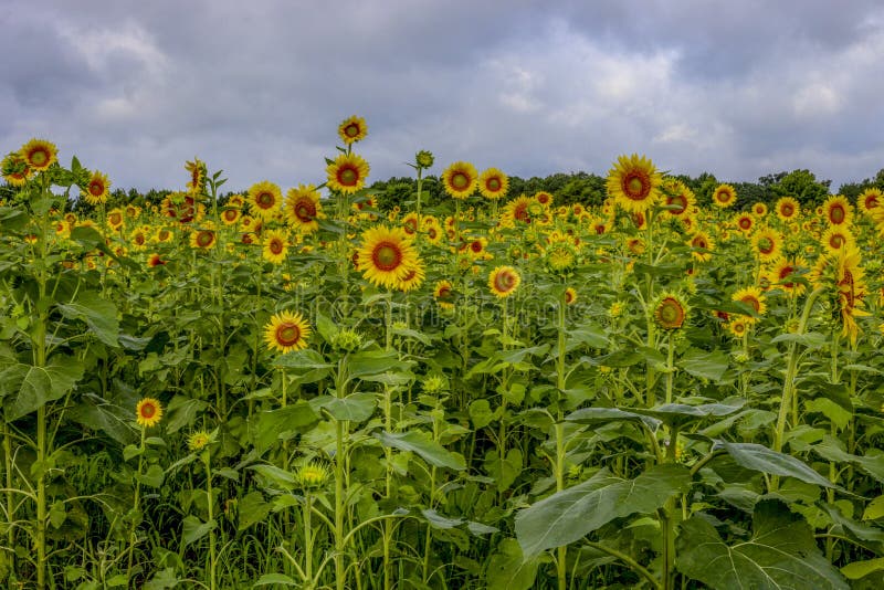 Sunflower Field at Windsor Castle Park Stock Image Image of field, castle 129409891
