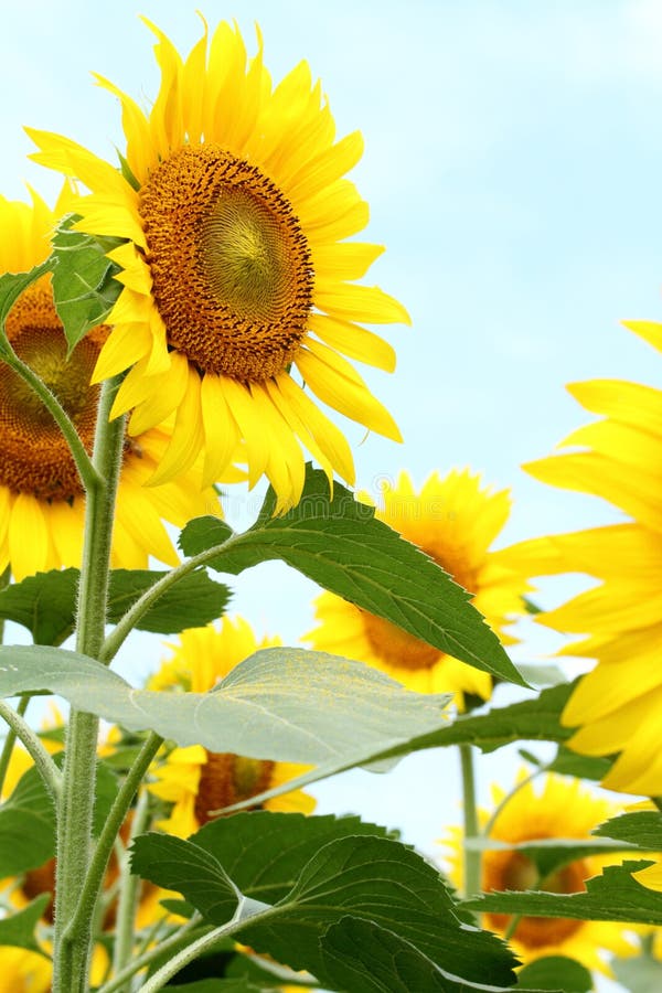 Sunflower Field in Yamanashi Stock Image Image of plant, summer 76383189