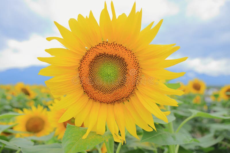 Sunflower field stock image. Image of sunflower, field 254116711