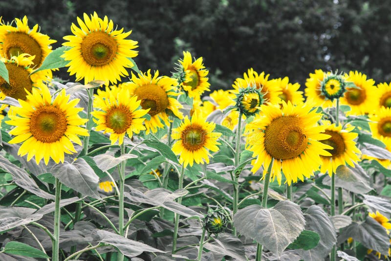 A Singular Sunflower in a Field of Sunflowers Stock Image Image of