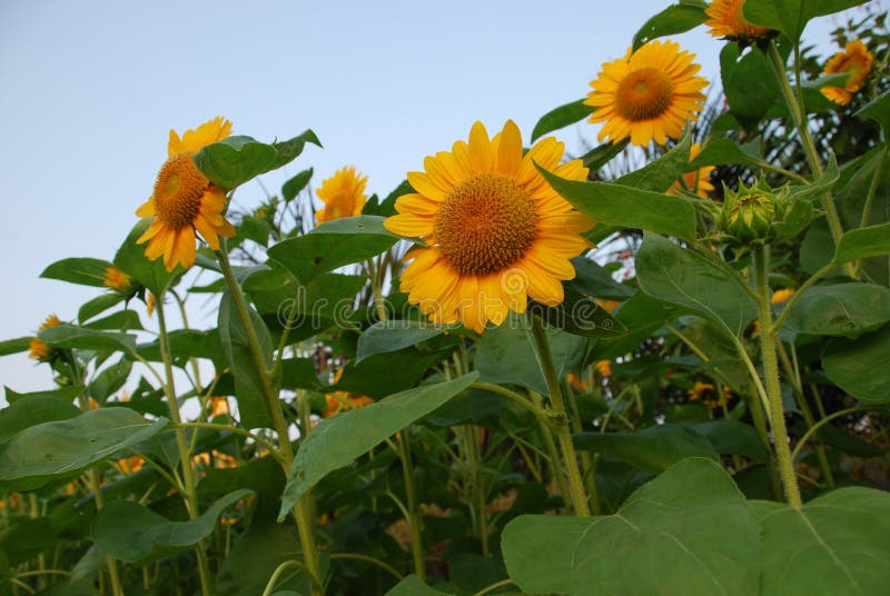 Sunflower Fields among Large Flower Gardens Stock Image Image of
