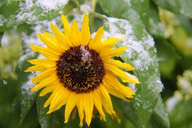 Sunflower with first snow stock photo. Image of natural 60840208