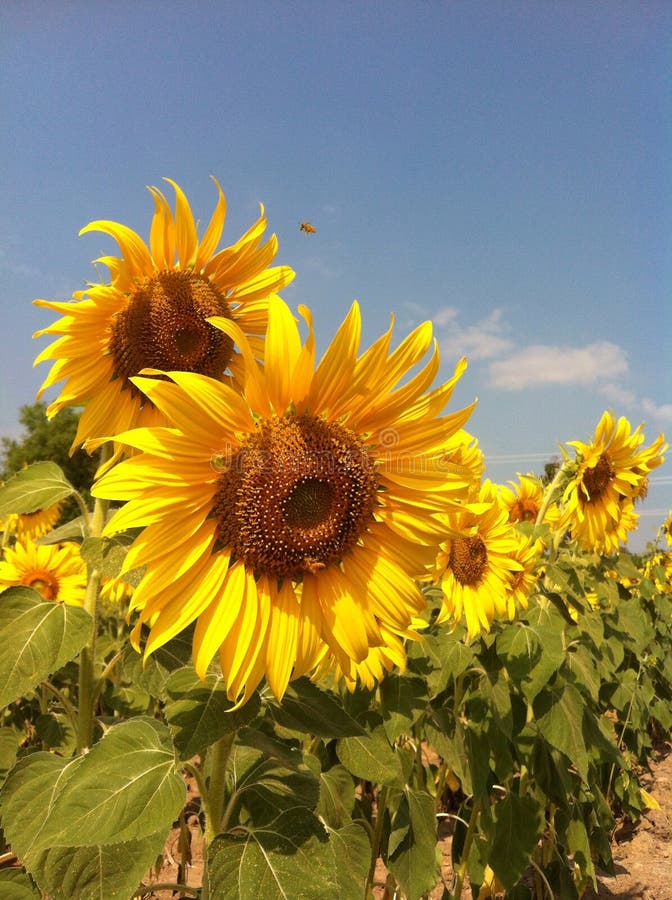 Sunflower flora4 stock image. Image of sunflowers, crisp 47928493