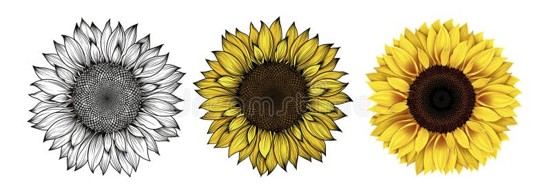 Premium Vector | Sunflower flowers and leaves collection color illustration