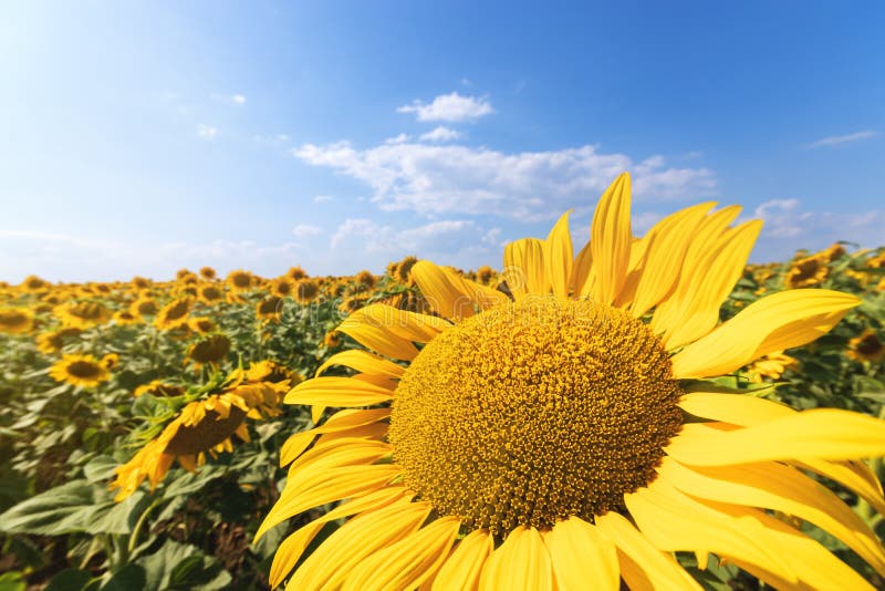 Sunflower flower close-up