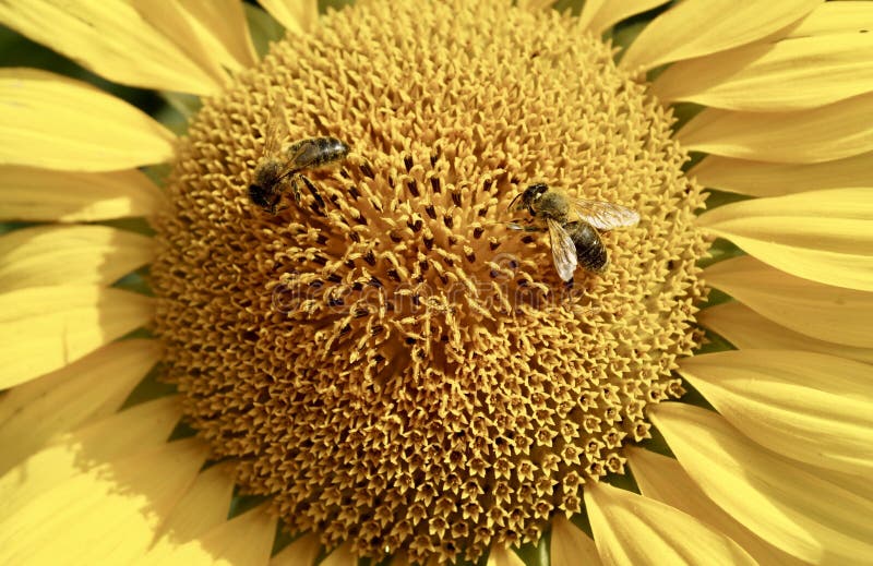 Sunflower, Flower, Honey Bee, Bee Picture. Image 100250618