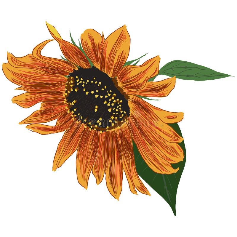 Sunflower Flower with Leaves. Bright Colorful Artistic Hand Drawing ...