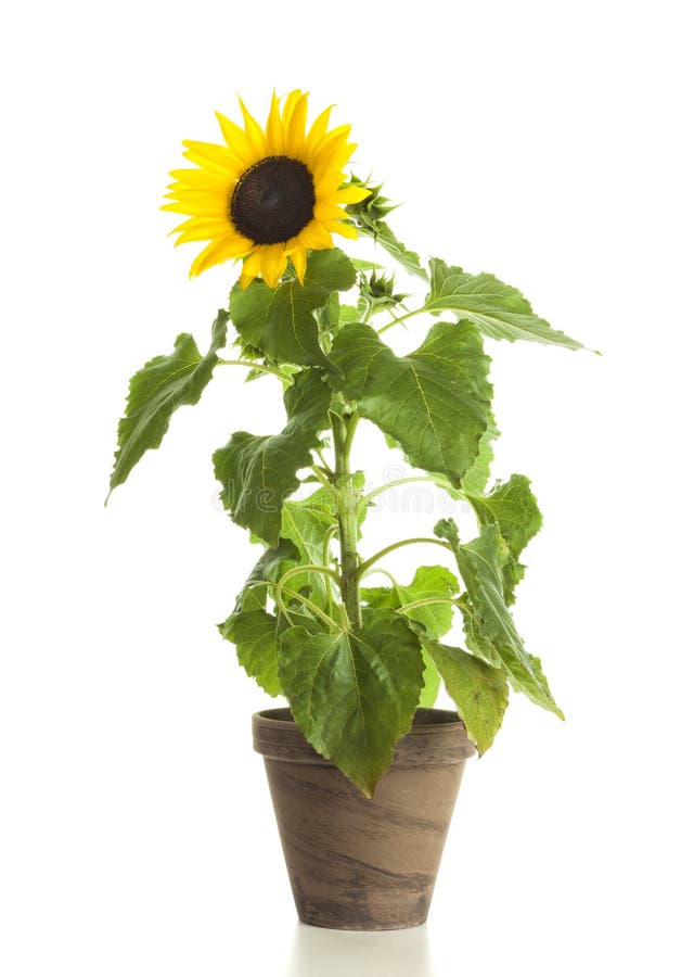 Sunflower in Flower Pot Isolated Stock Image - Image of summer, nature ...