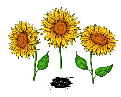 Sunflower Logo Stock Illustrations – 9,747 Sunflower Logo Stock ...