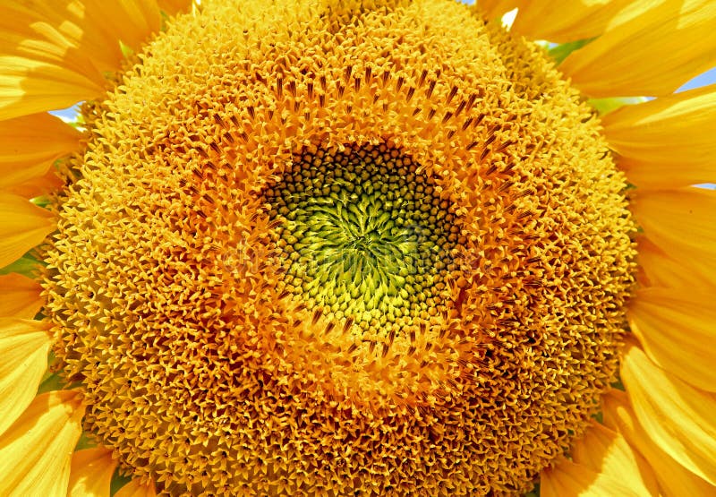 Sunflower, Flower, Yellow, Sunflower Seed Picture. Image 100577574