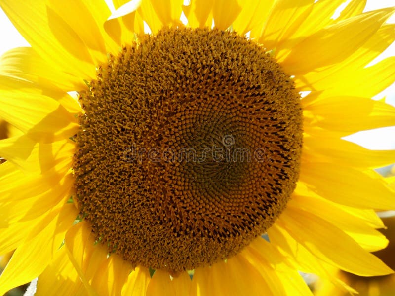 Sunflower, Flower, Yellow, Sunflower Seed Picture. Image 112842543