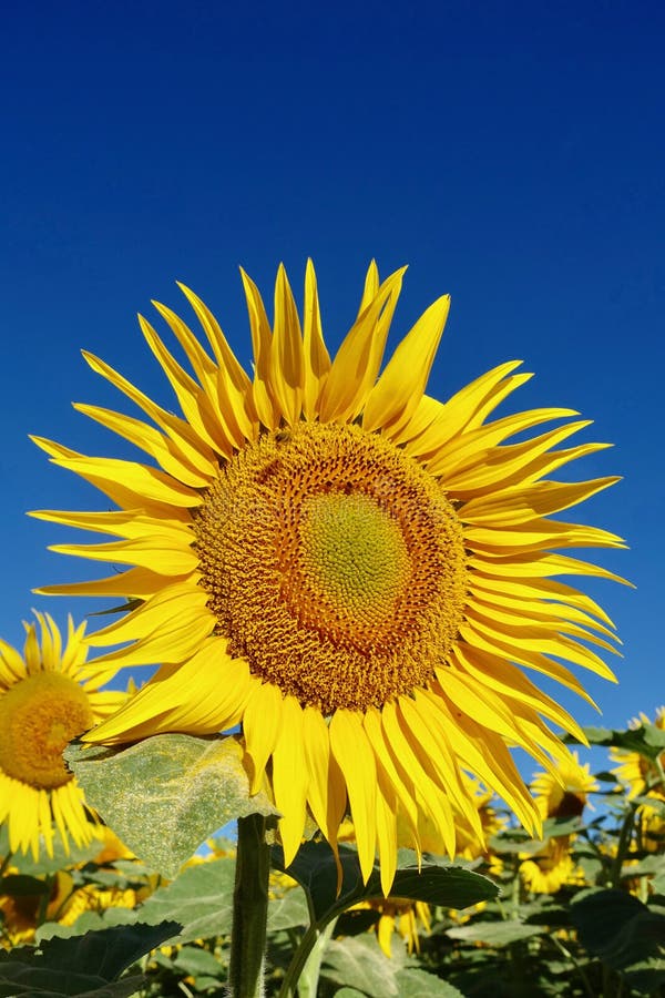 Sunflower, Flower, Yellow, Sunflower Seed Picture. Image 113648485