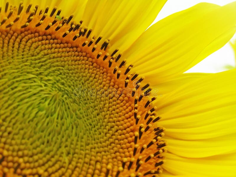 A sunflower flowers.