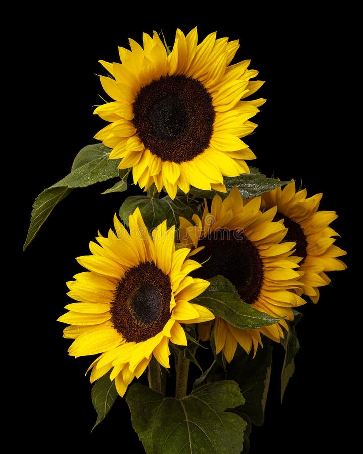 Sunflower Flowers Bouquet on Black Stock Image - Image of background, seed:  181568017