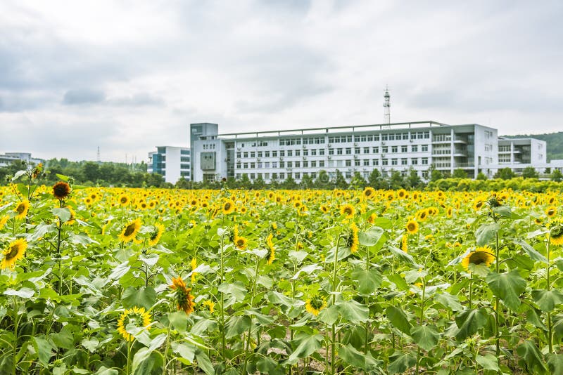 sunflower flowers and teaching building stock photo sunflower flowers and teaching building stock photo