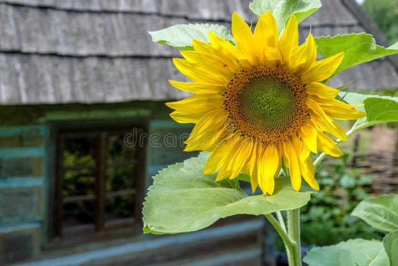 Sunflower In Front Of Old Cottage House Stock Photo Image of stylish