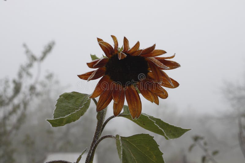 Frosted sunflower stock photo. Image of winter, frost 46001432
