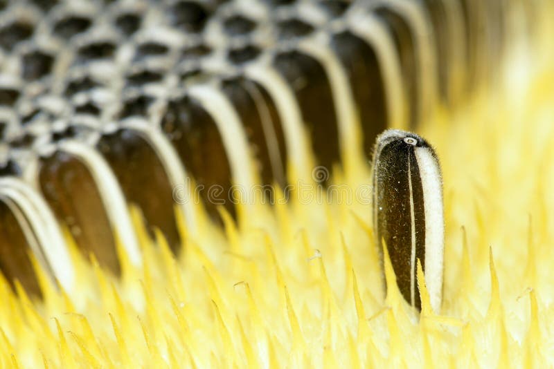 Sunflower fruit