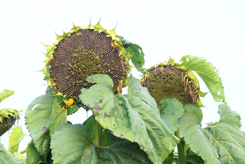 Sunflower fruit