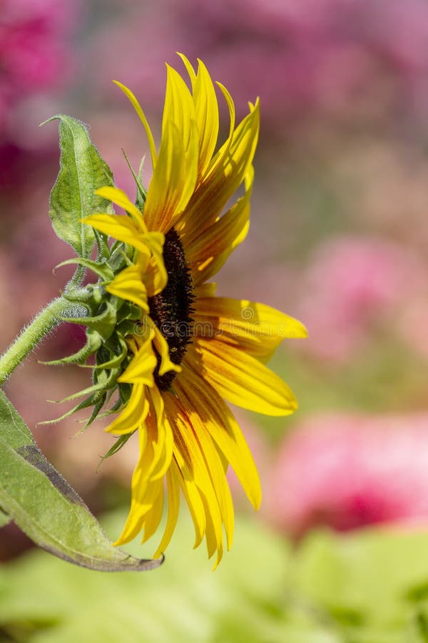 Sunflower in sunlight stock photo. Image of decorative 101040926