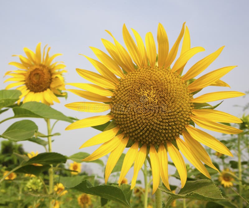 Sunflower in the garden stock photo. Image of sunlight 17054204