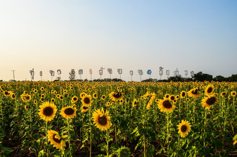 Sunflower Garden stock photo. Image of close, blossom 58961262