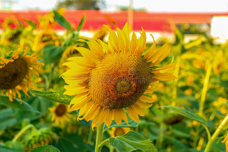 Sunflower garden stock photo. Image of blossom, rural 259282030