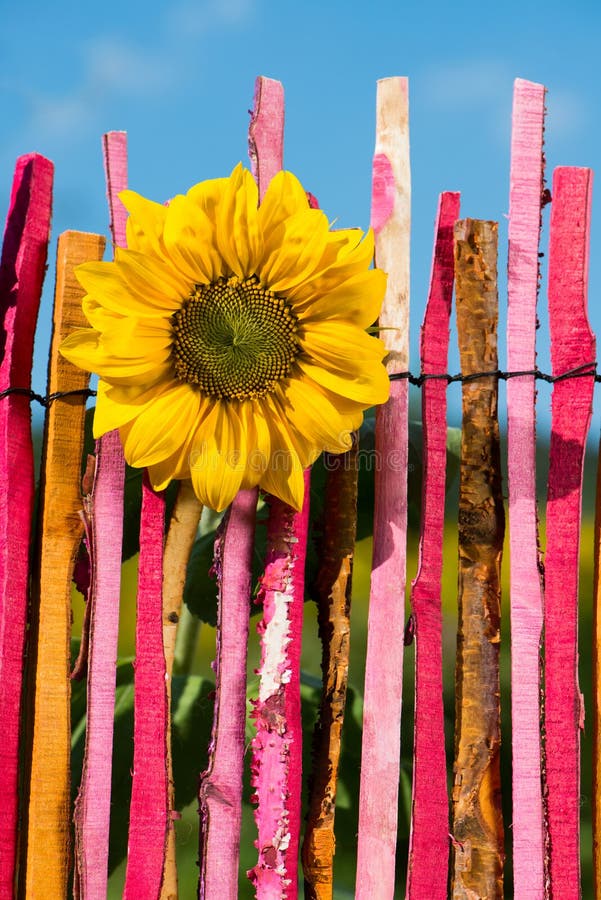 Sunflower on garden fence stock image. Image of thank 34363779