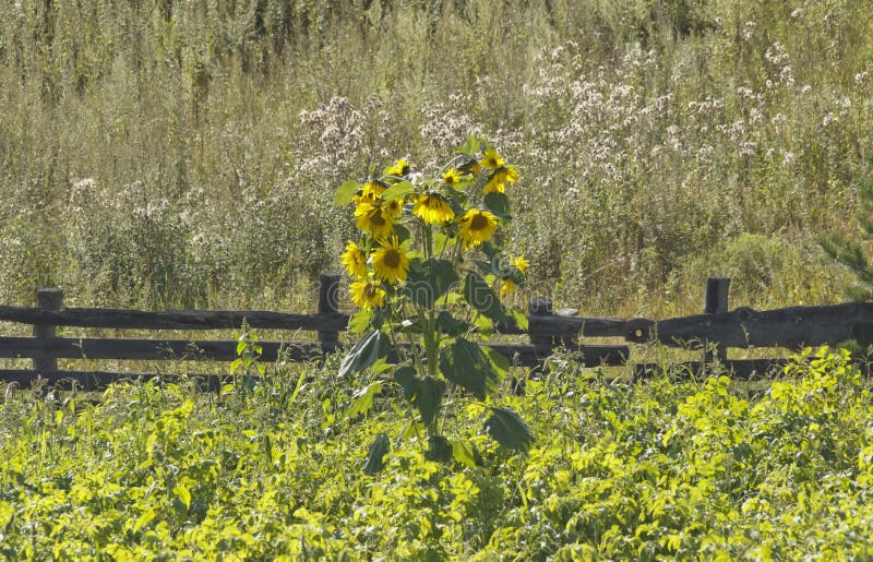 Sunflower in the garden. Sunflower with Green Bud Sunflower Blossom stock photo Sunflower in the garden. Sunflower with Green Bud Sunflower Blossom stock photo