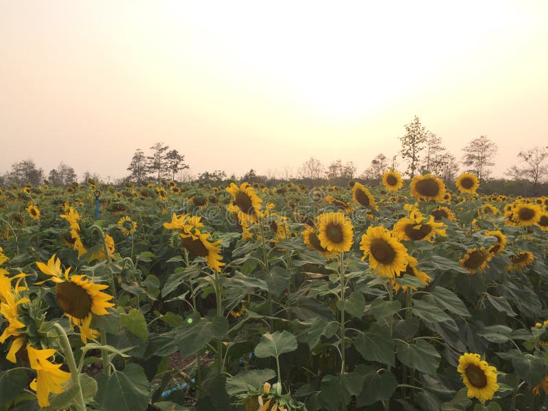 Sunflower garden Thailand stock photo. Image of thailand 70276898