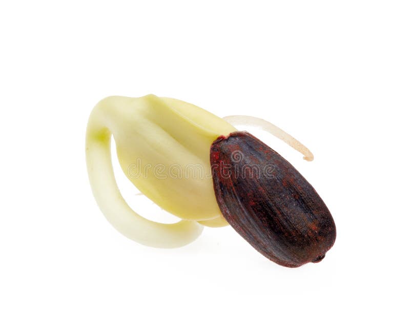 Sunflower, germinated seed stock photo. Image of food 144302814
